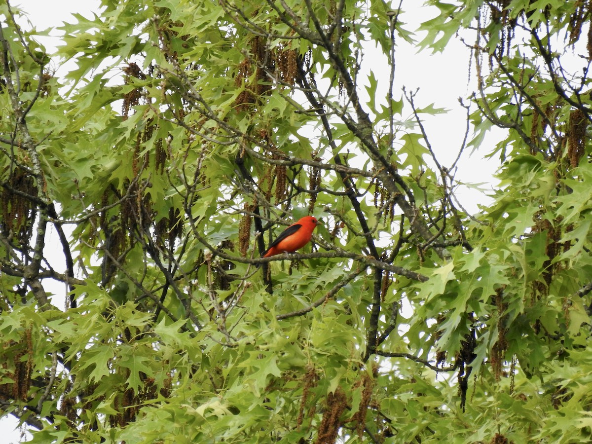 Scarlet Tanager - ML618728068