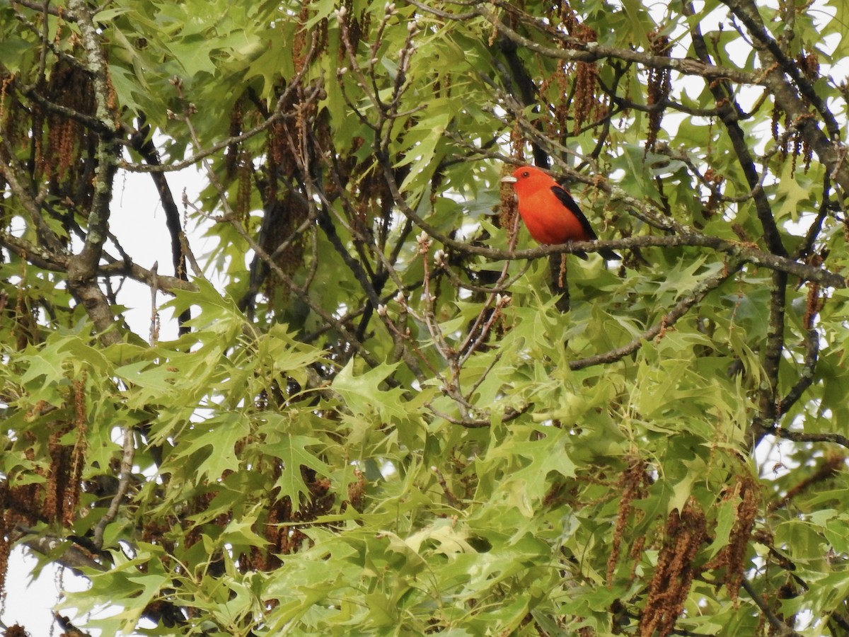 Scarlet Tanager - ML618728069