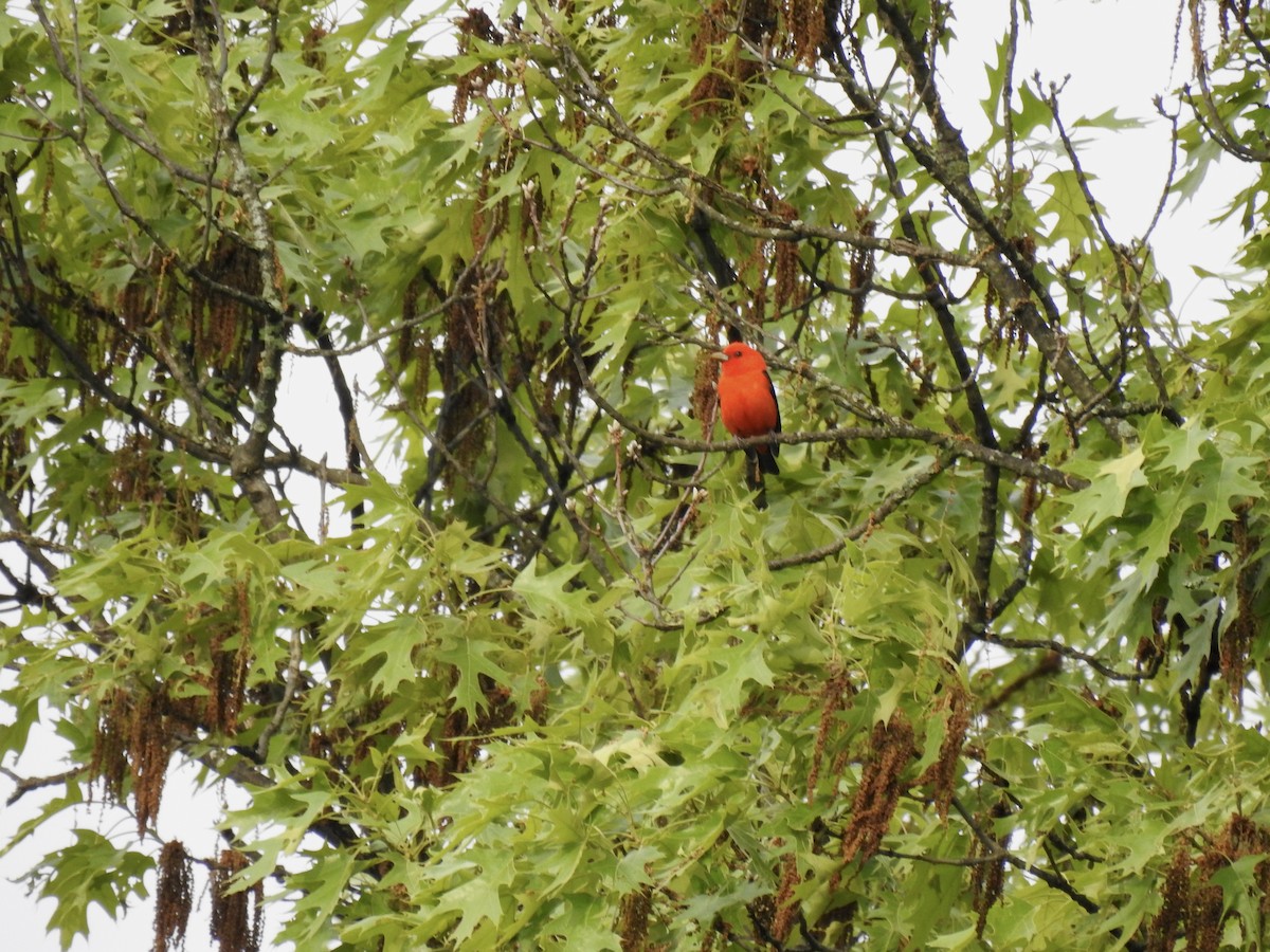 Scarlet Tanager - ML618728070