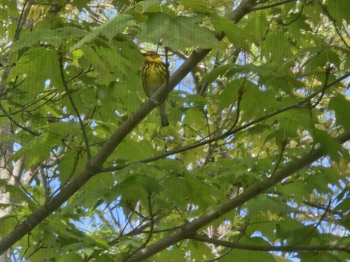 Cape May Warbler - ML618728071