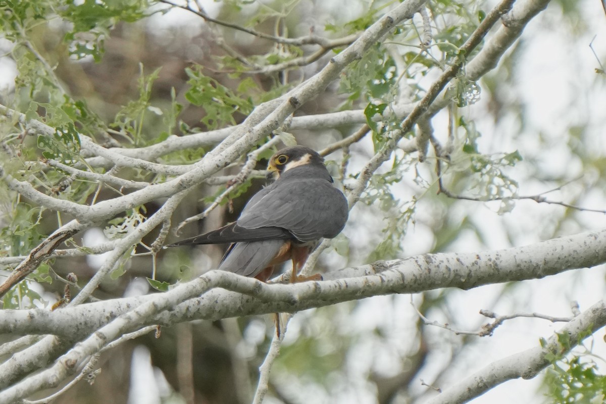 Red-footed Falcon - ML618728078
