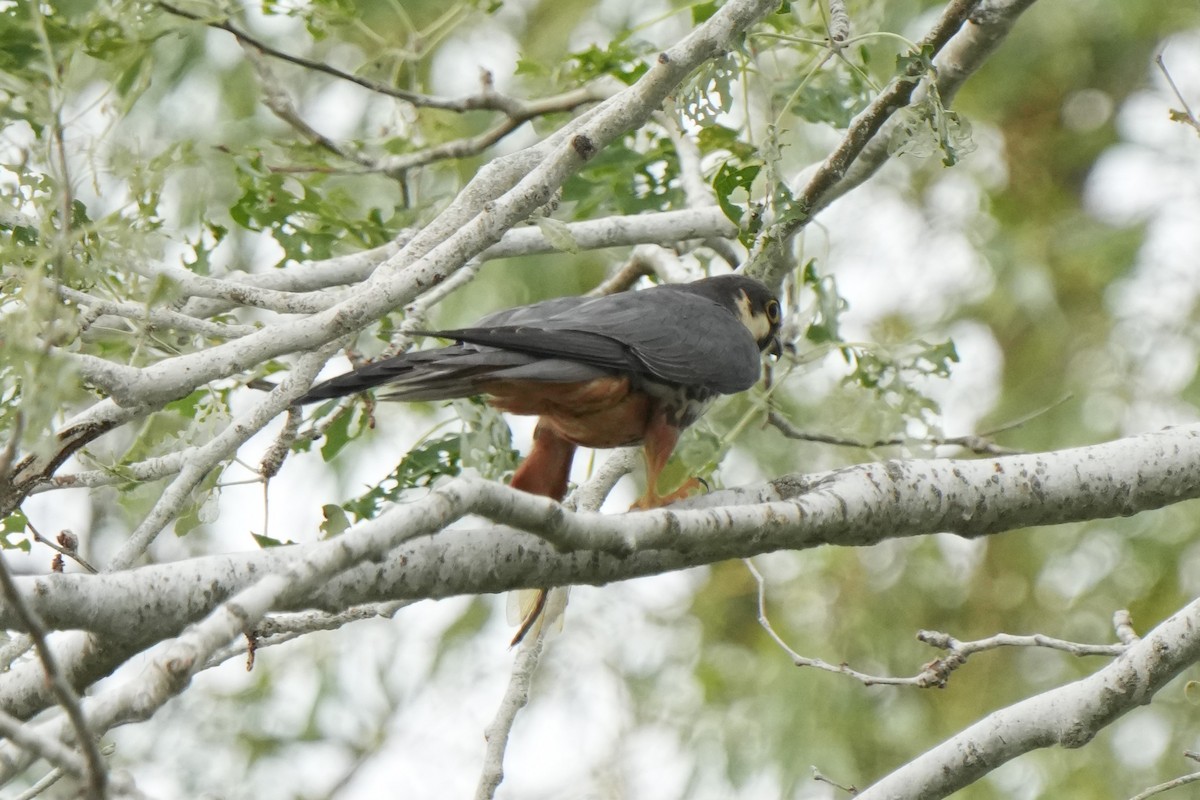 Red-footed Falcon - ML618728079