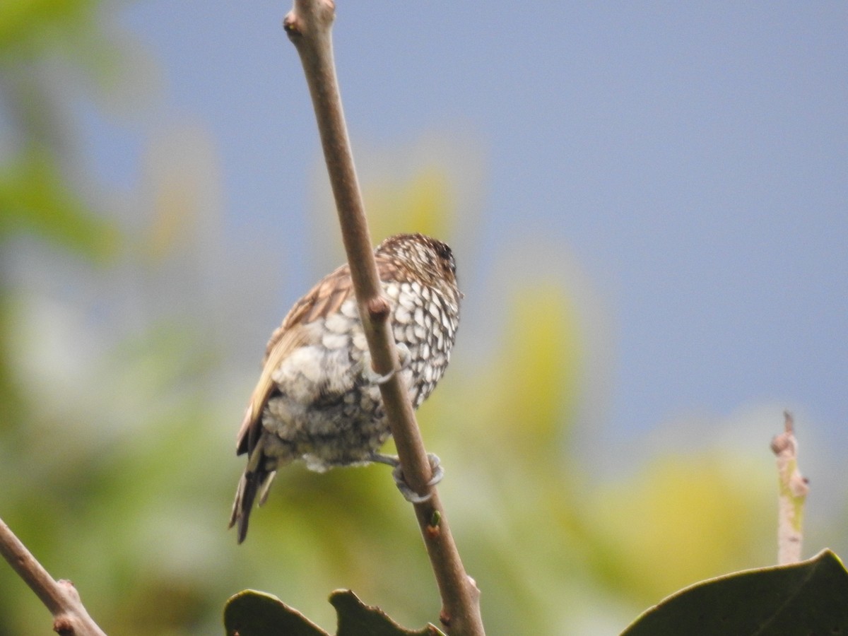 Scaled Piculet - ML618728083