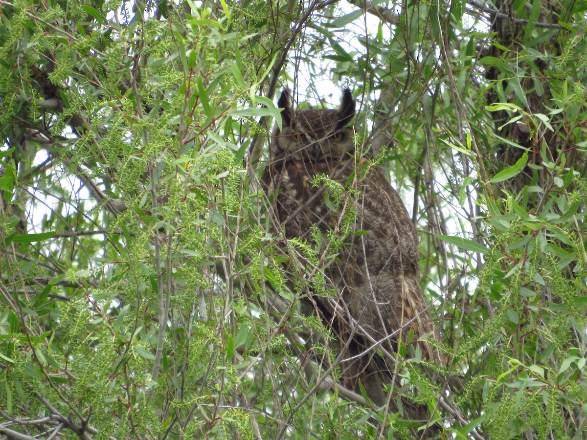 Great Horned Owl - ML618728084