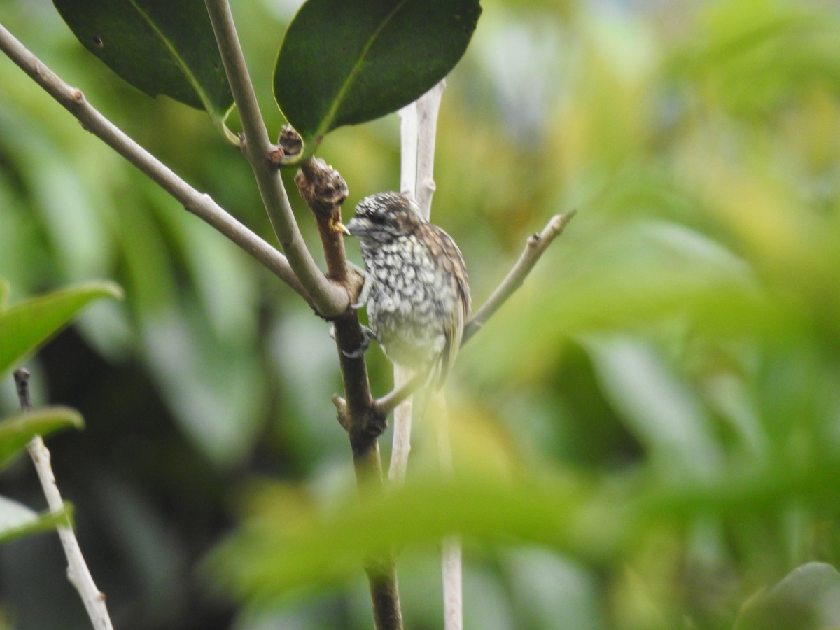 Scaled Piculet - ML618728088