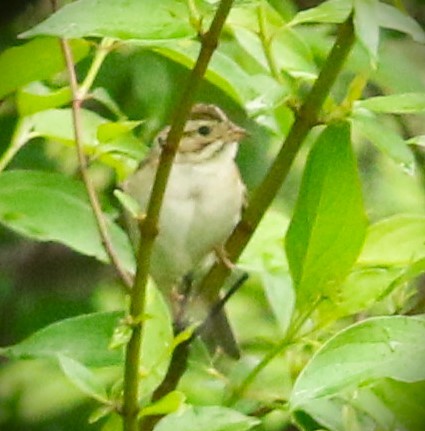 eBird Checklist - 9 May 2024 - Pearson Metropark--Seaman Rd. - 18 species