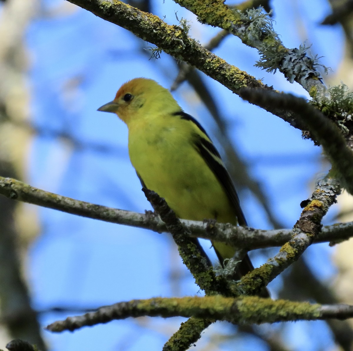 Western Tanager - ML618728093