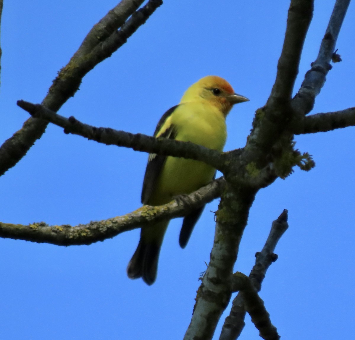 Western Tanager - ML618728094
