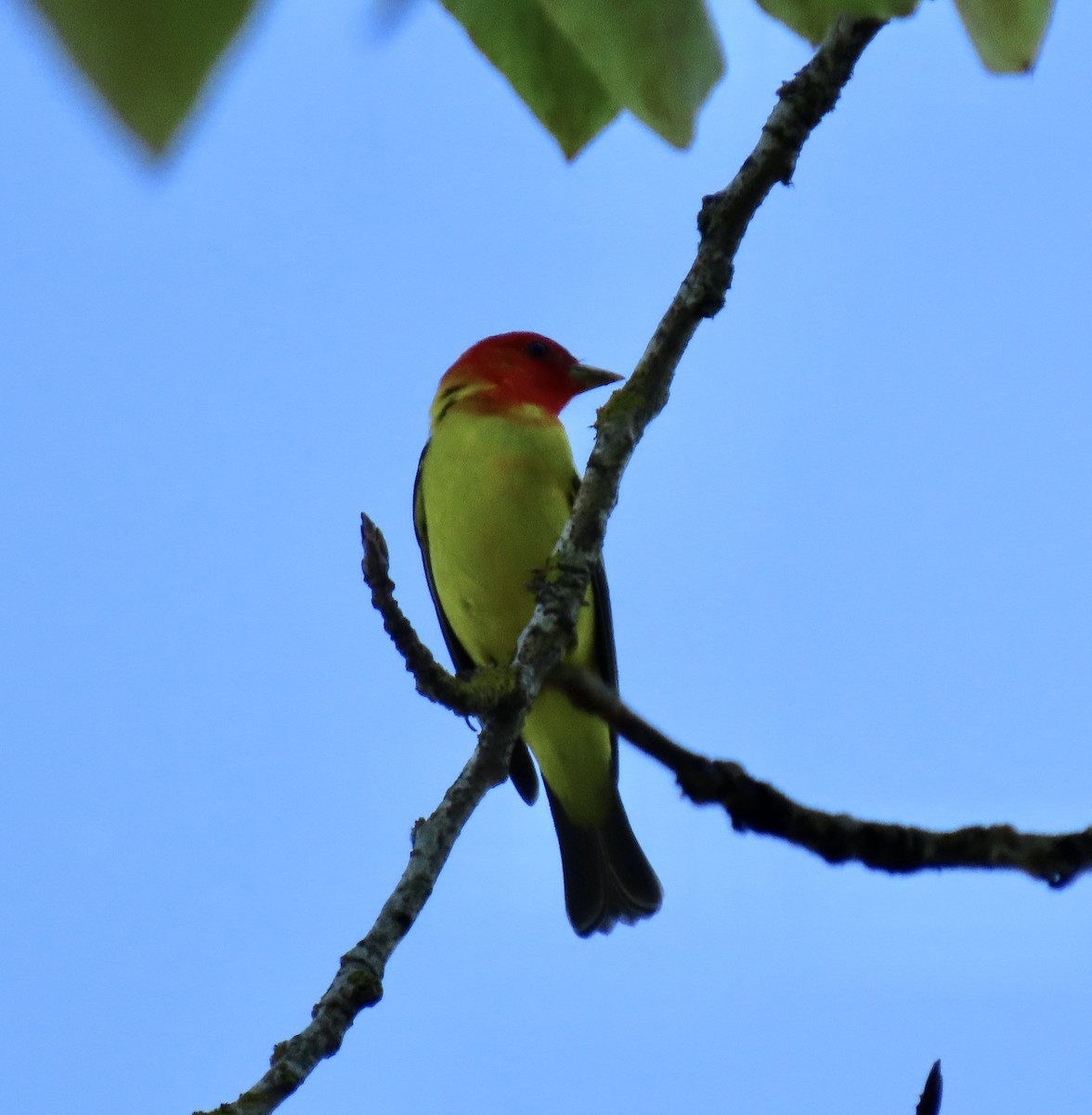 Western Tanager - ML618728100