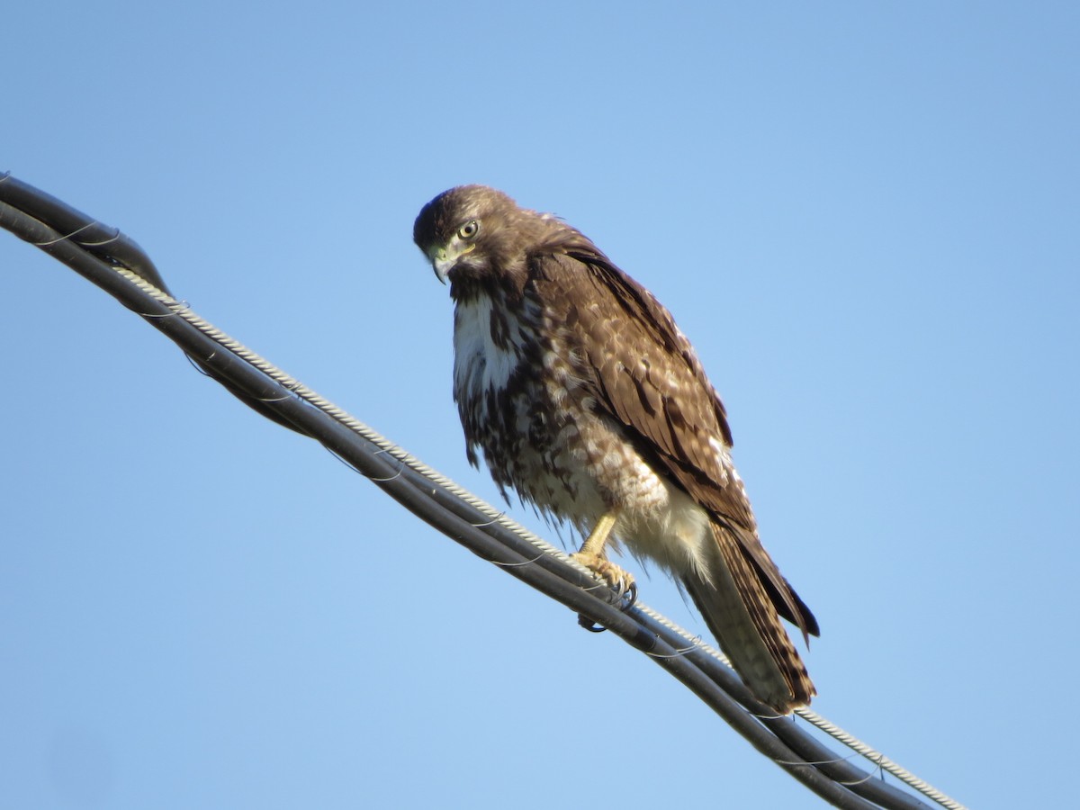Red-tailed Hawk - GLORIA GWYNNE
