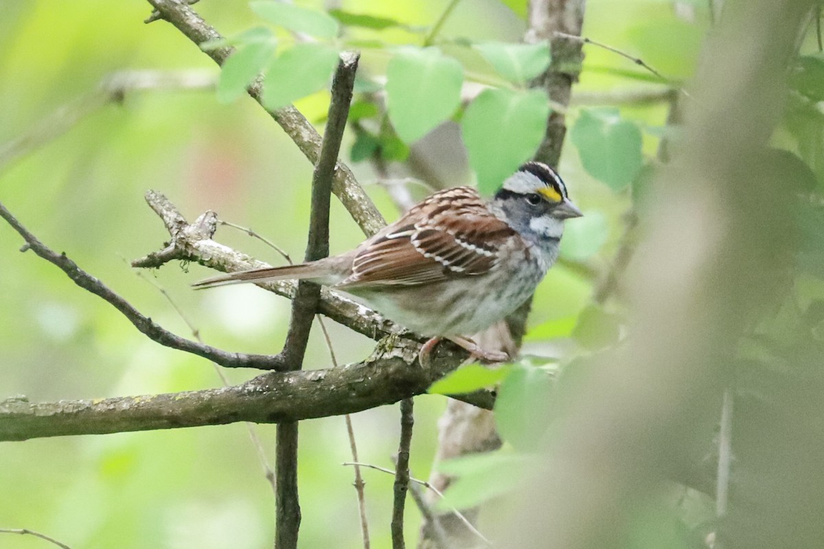 White-throated Sparrow - ML618728112