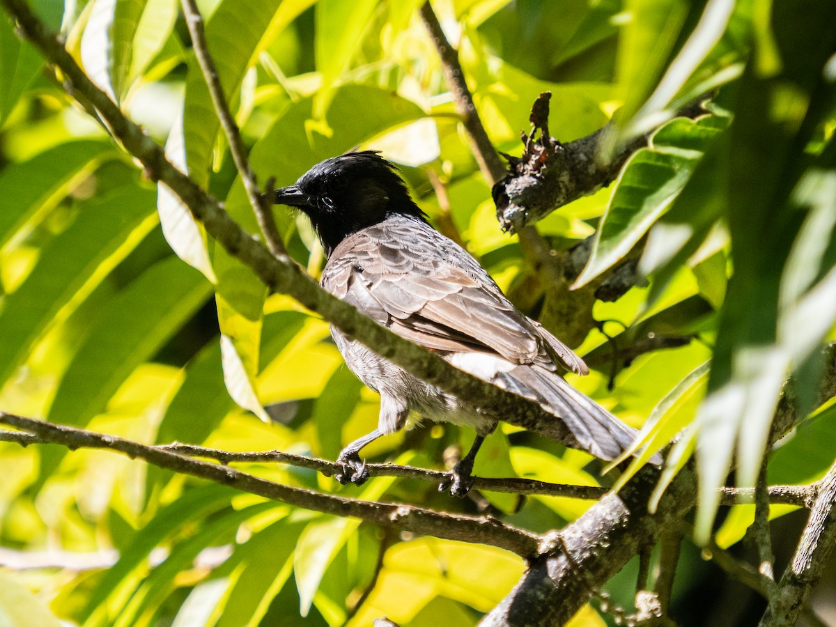 Red-vented Bulbul - ML618728131