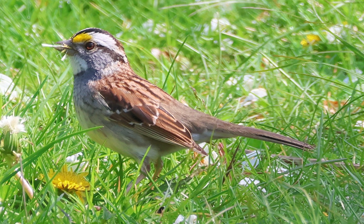 White-throated Sparrow - ML618728136