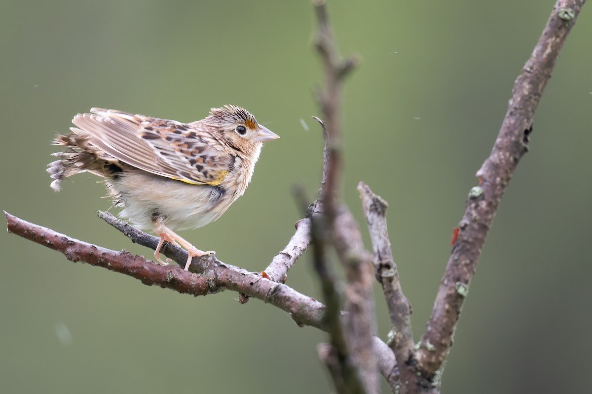 Grasshopper Sparrow - ML618728157