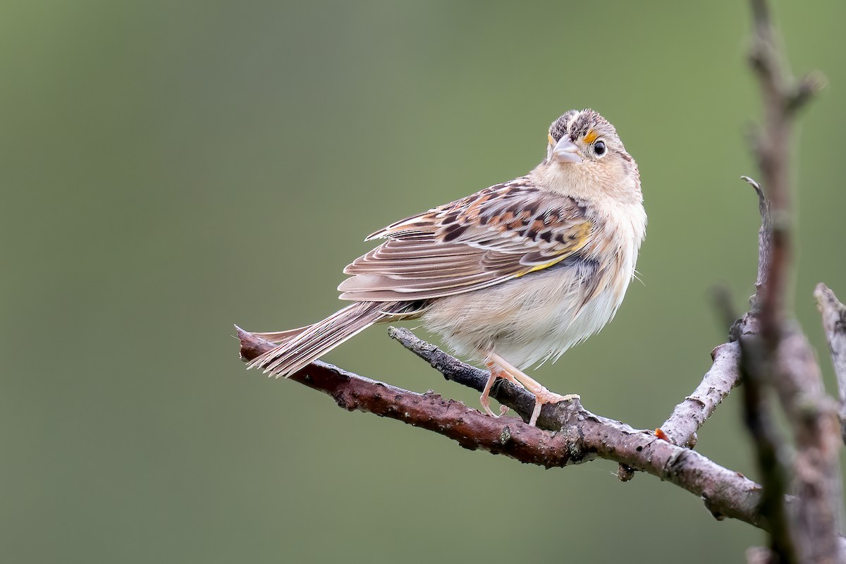 Grasshopper Sparrow - ML618728158