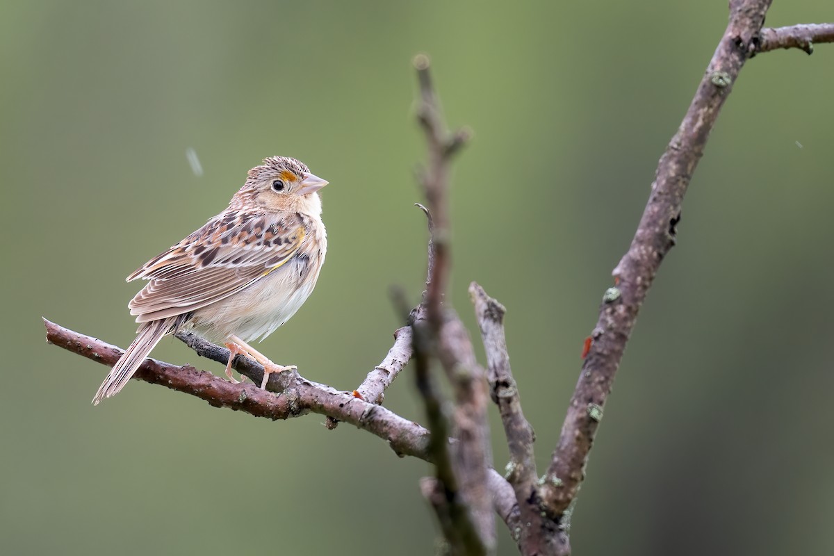 Grasshopper Sparrow - ML618728161