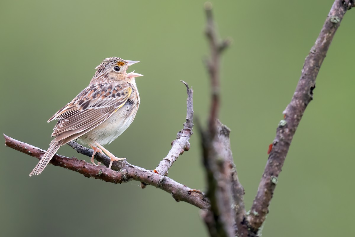 Grasshopper Sparrow - ML618728162