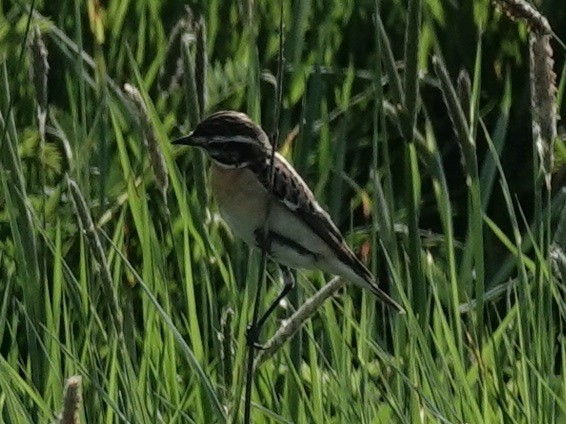 Whinchat - ML618728180