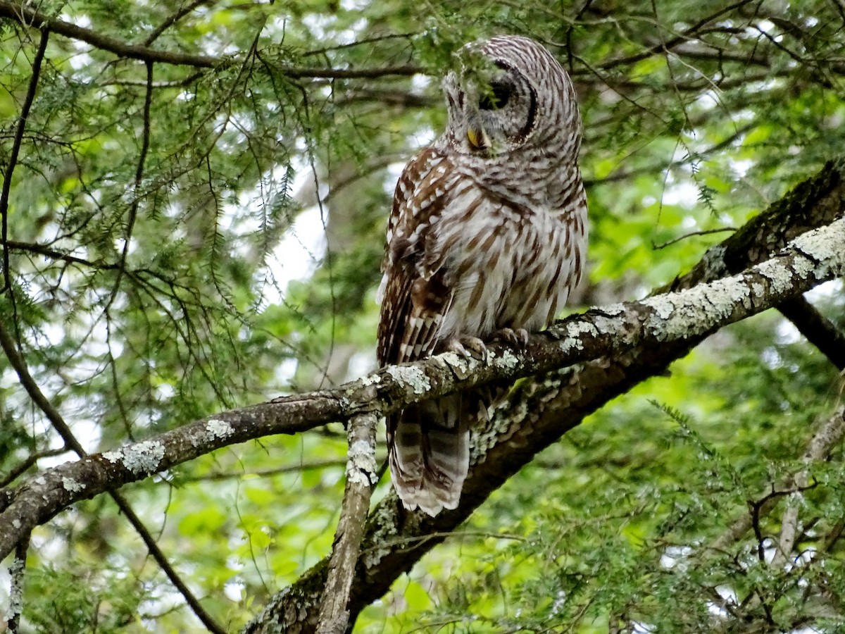 Barred Owl - ML618728197