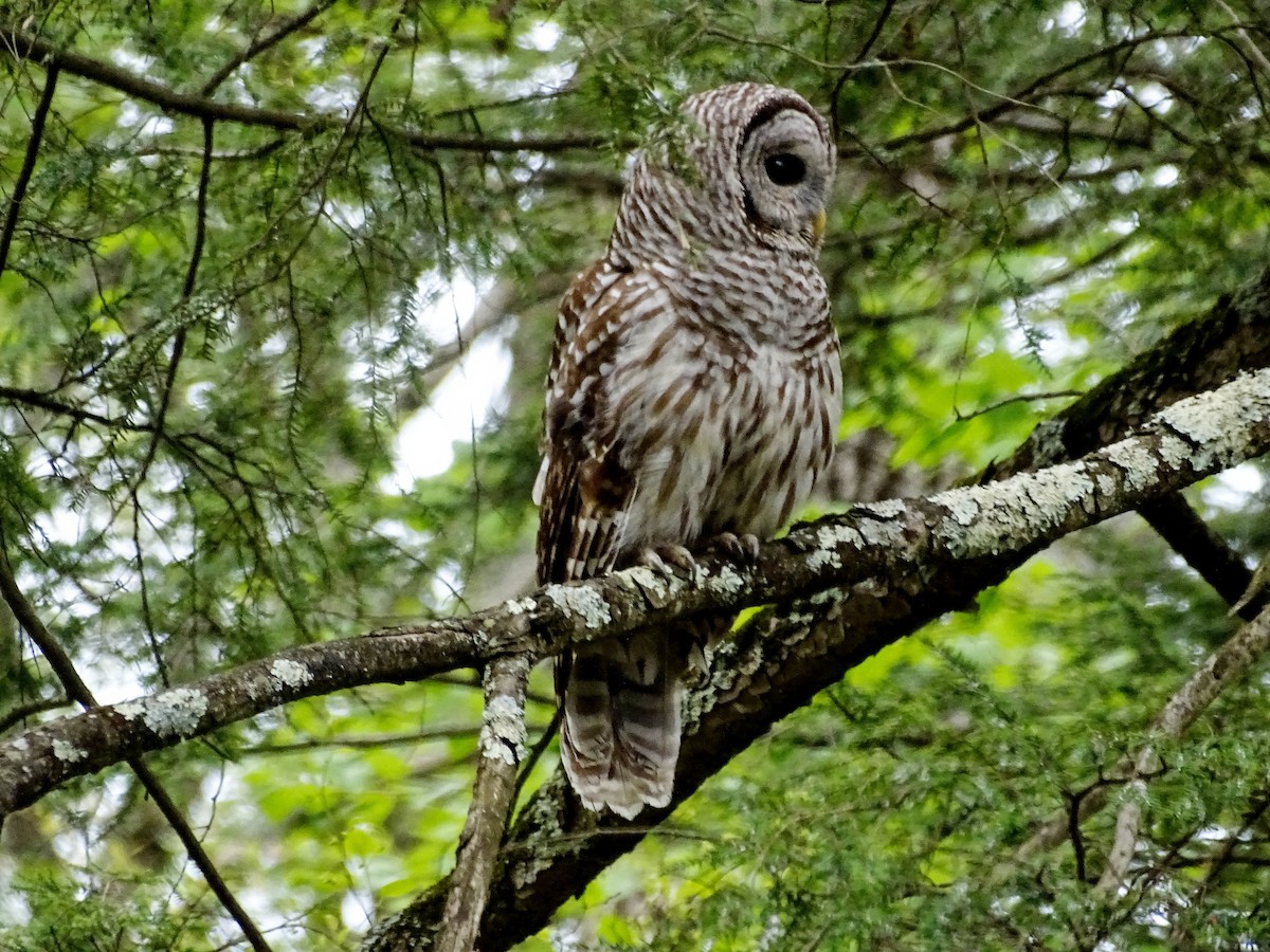 Barred Owl - ML618728198