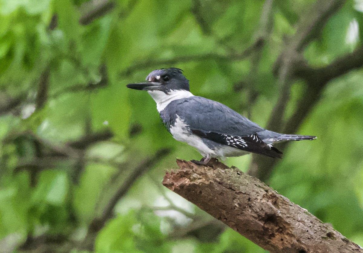 Belted Kingfisher - ML618728213