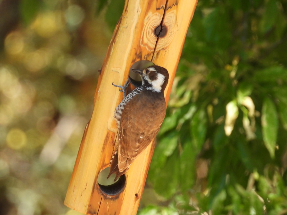 Arizona Woodpecker - ML618728214