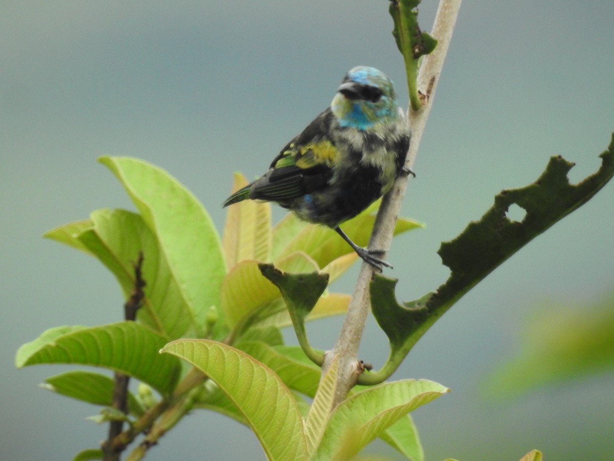 Blue-necked Tanager - ML618728216