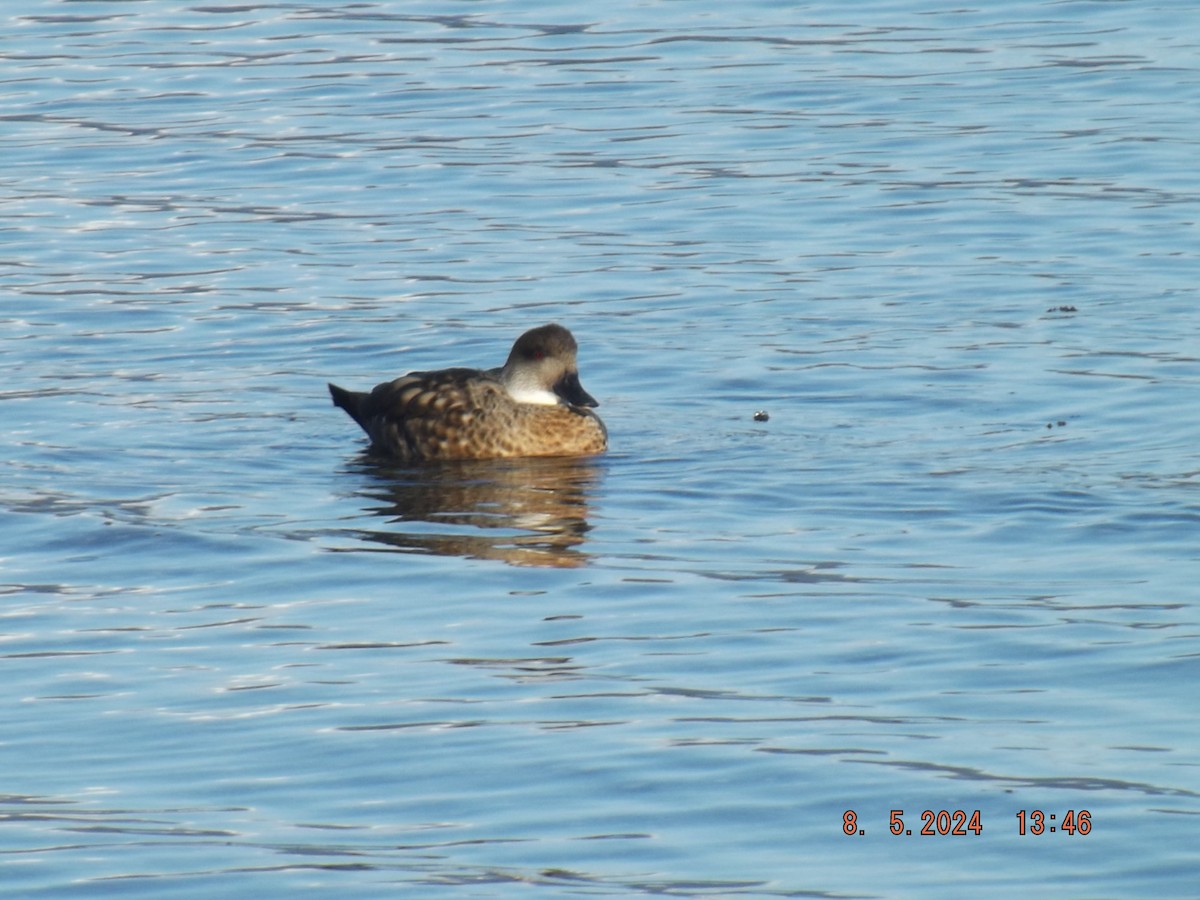 Crested Duck - ML618728284
