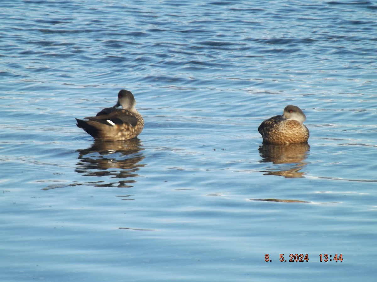 Crested Duck - ML618728286