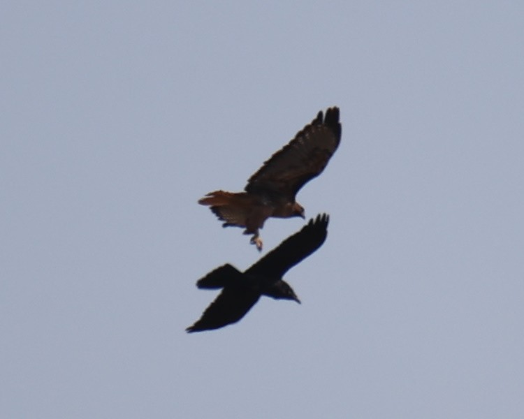 Red-tailed Hawk - ML618728364