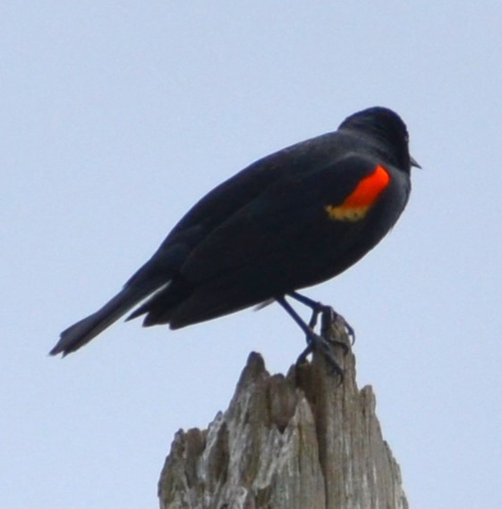 Red-winged Blackbird - ML618728369
