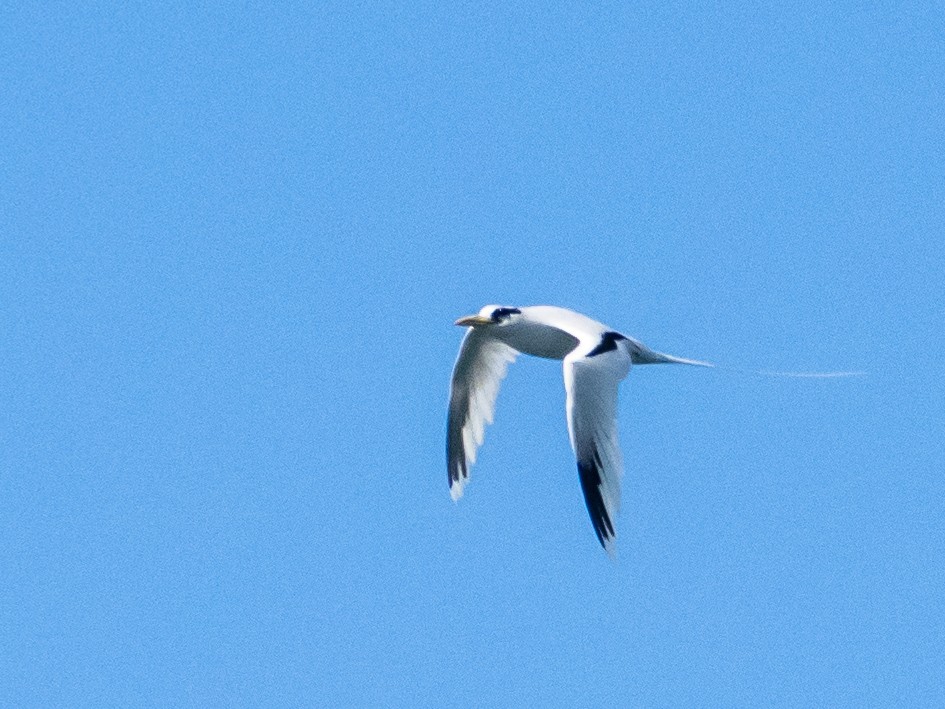 White-tailed Tropicbird - ML618728399