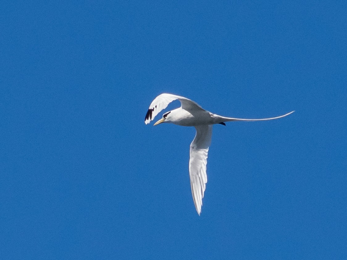 White-tailed Tropicbird - ML618728400
