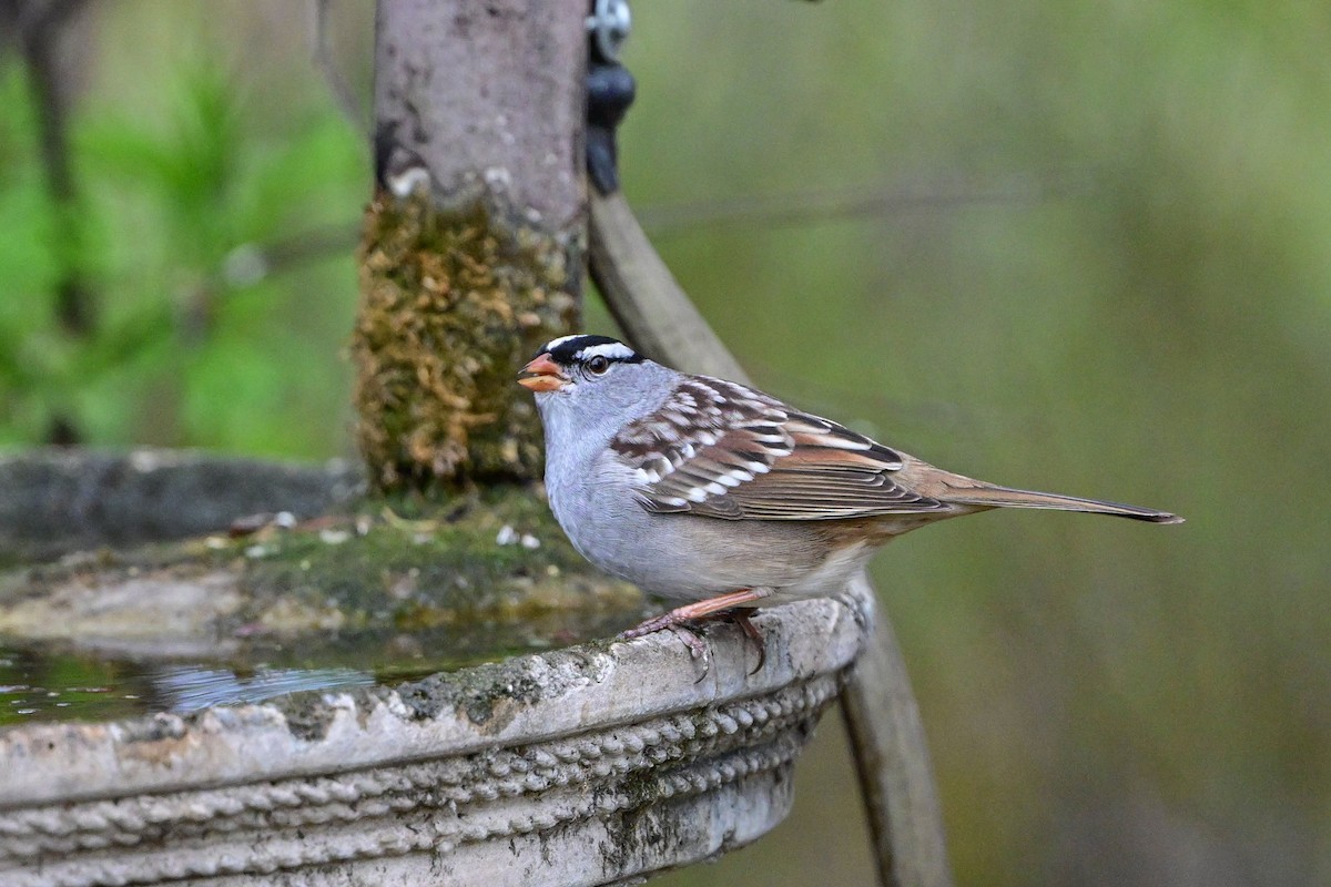 White-crowned Sparrow - ML618728403