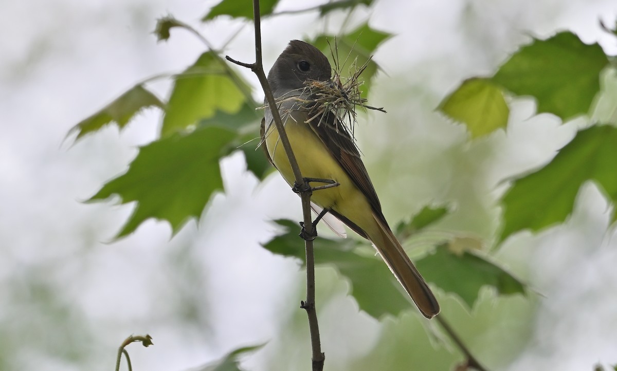 Great Crested Flycatcher - ML618728415