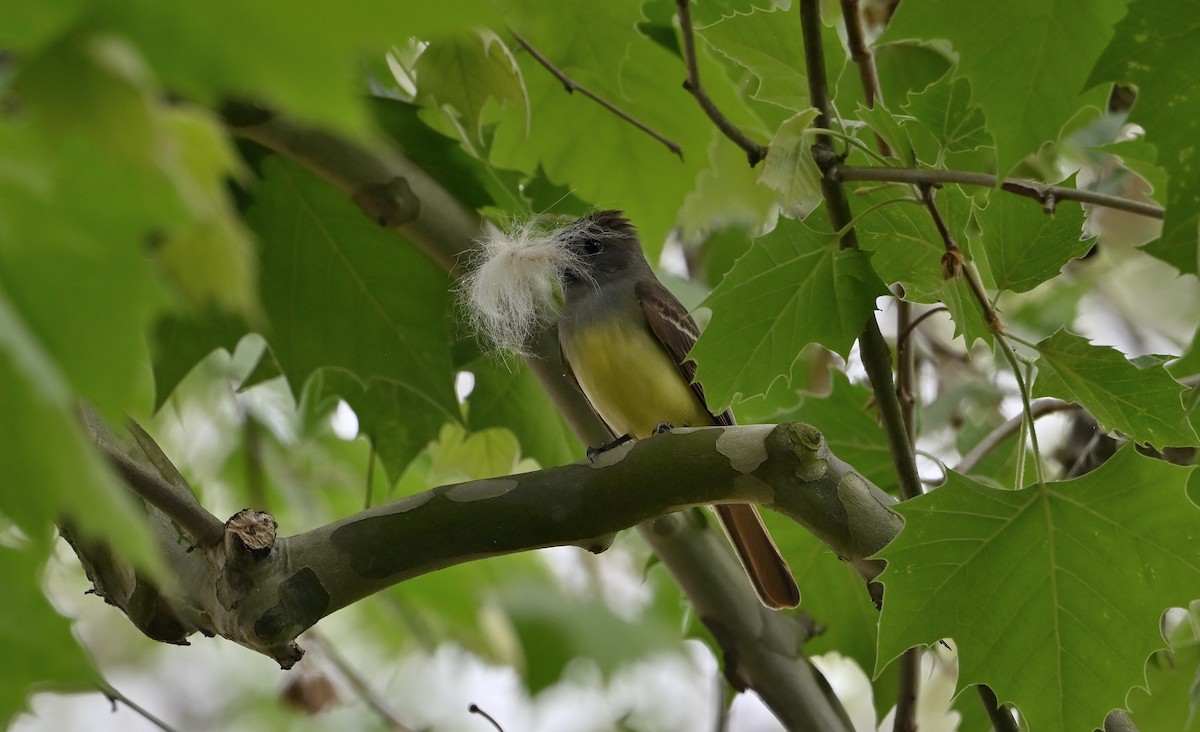Great Crested Flycatcher - ML618728417