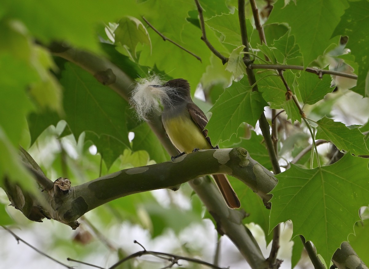 Great Crested Flycatcher - ML618728418