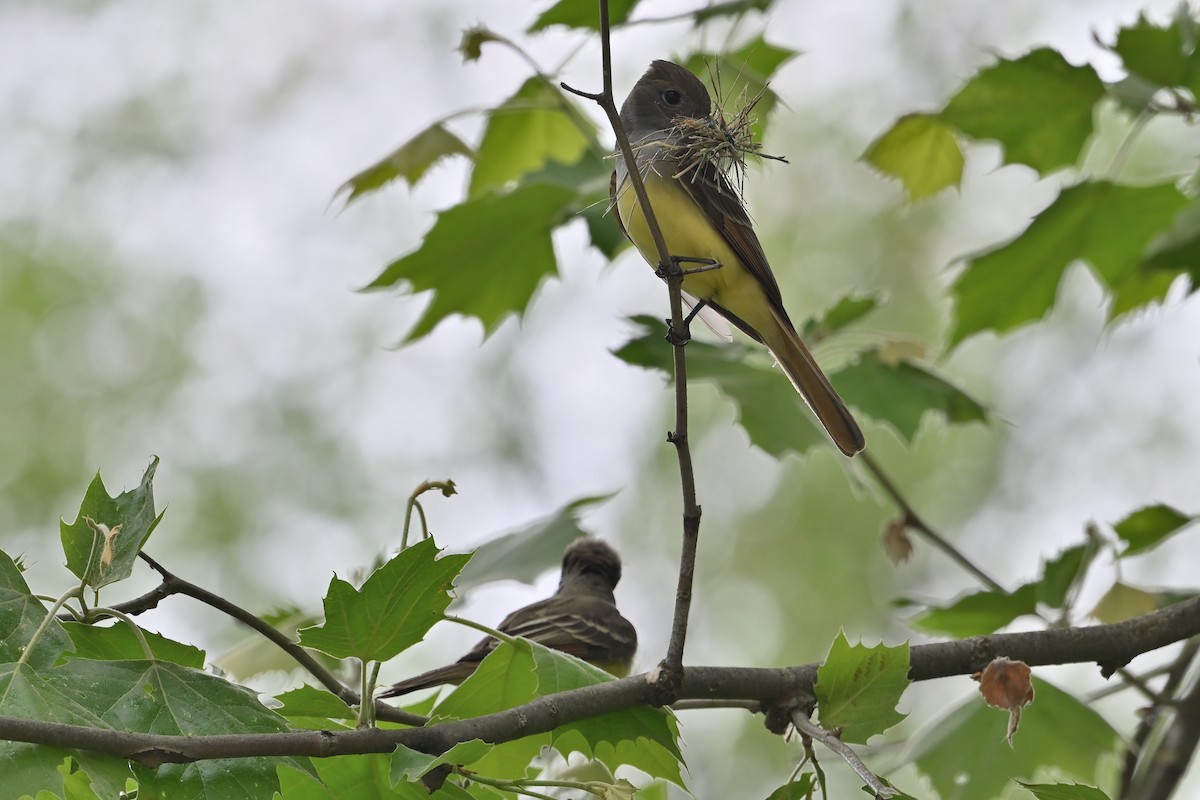 Great Crested Flycatcher - ML618728420