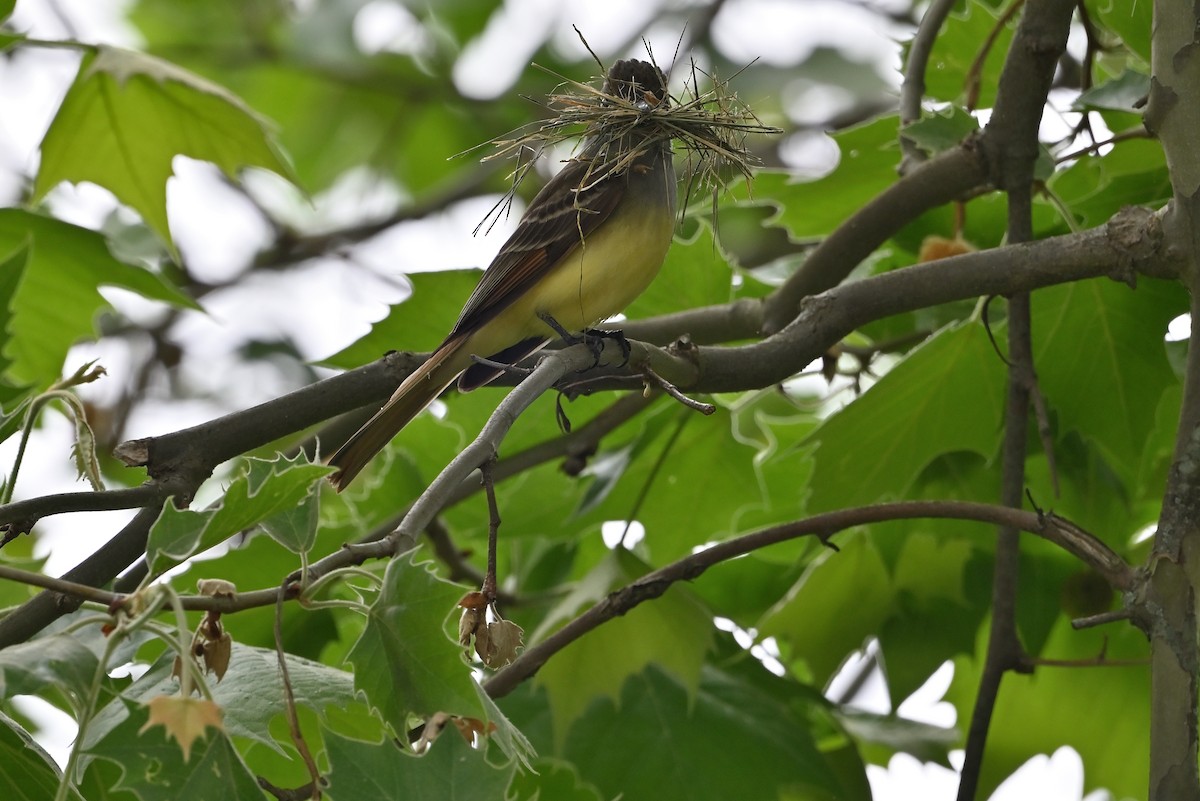 Great Crested Flycatcher - ML618728421