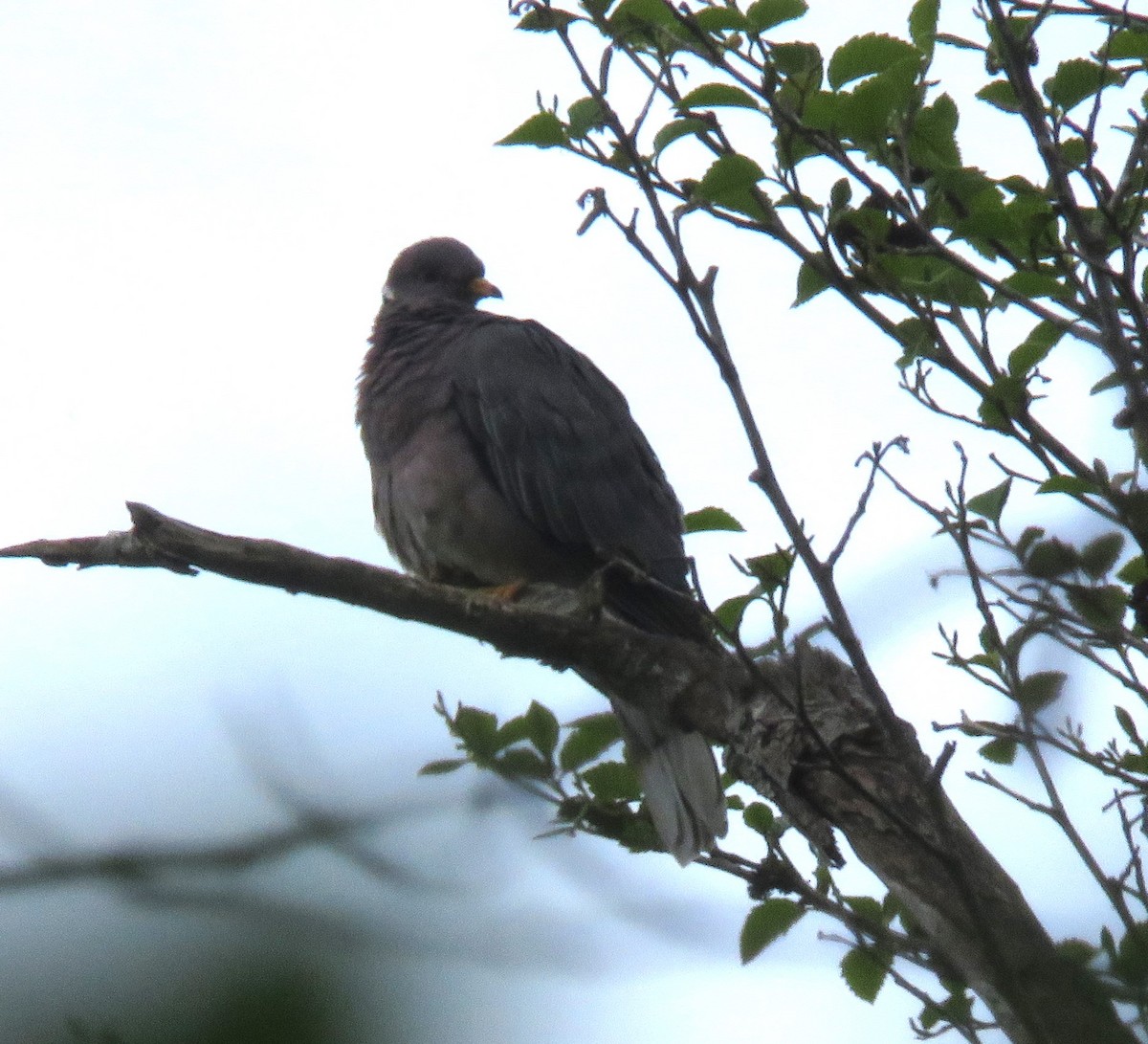 Band-tailed Pigeon - ML618728442