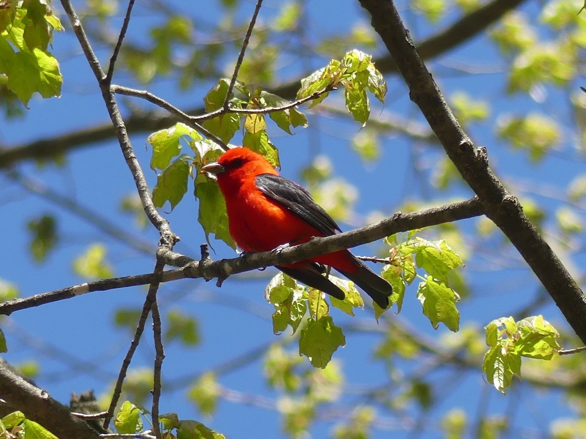 Scarlet Tanager - ML618728475