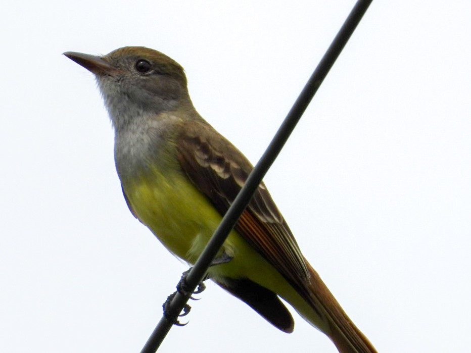 Great Crested Flycatcher - ML618728479
