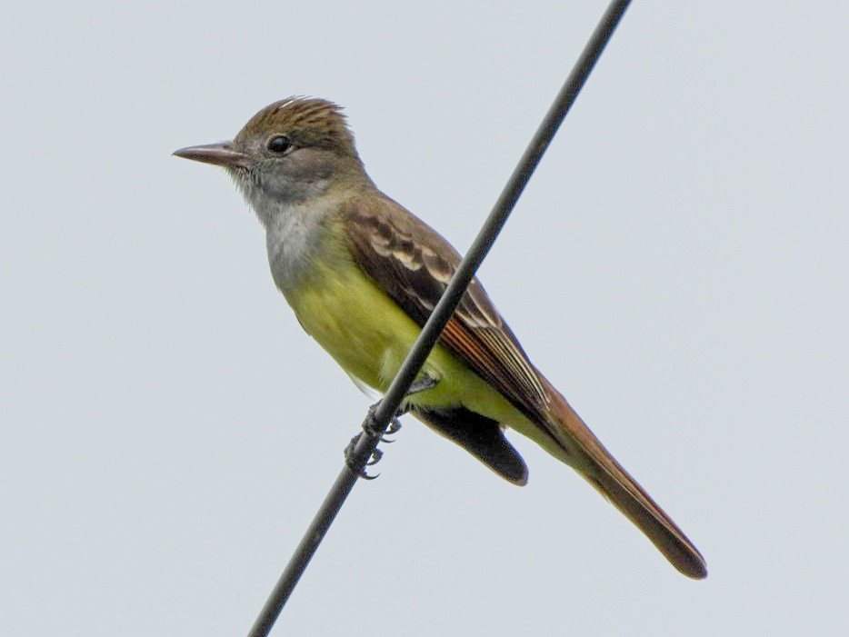 Great Crested Flycatcher - ML618728481