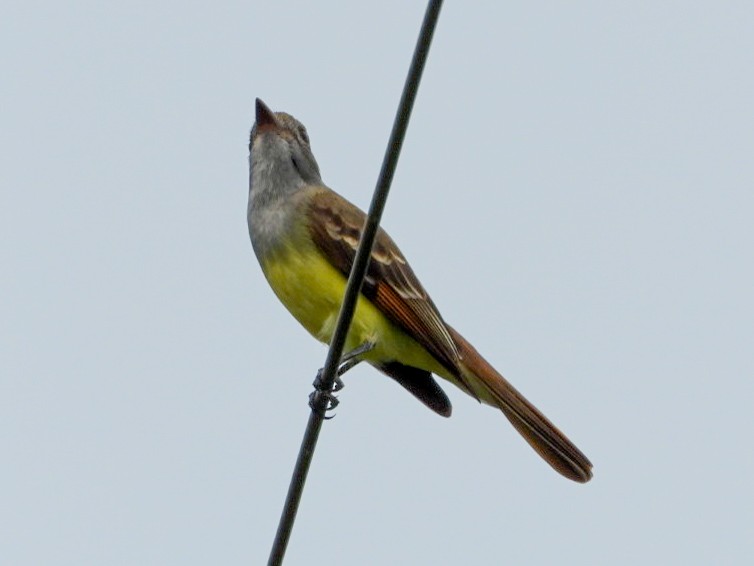 Great Crested Flycatcher - ML618728484