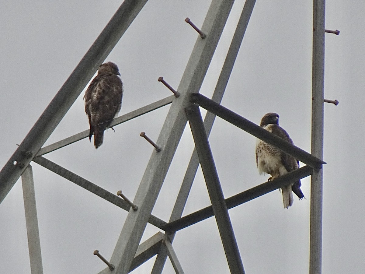 Red-tailed Hawk - ML618728528