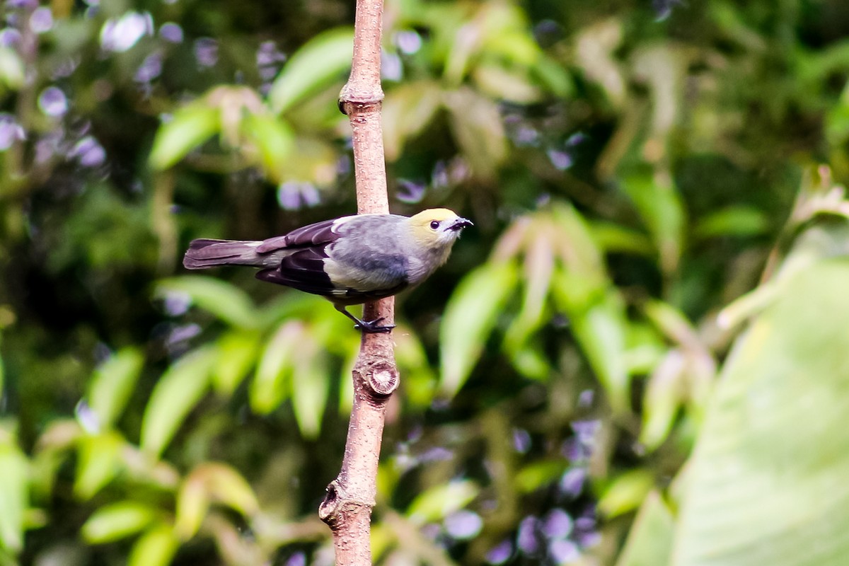 Palm Tanager - ML618728530