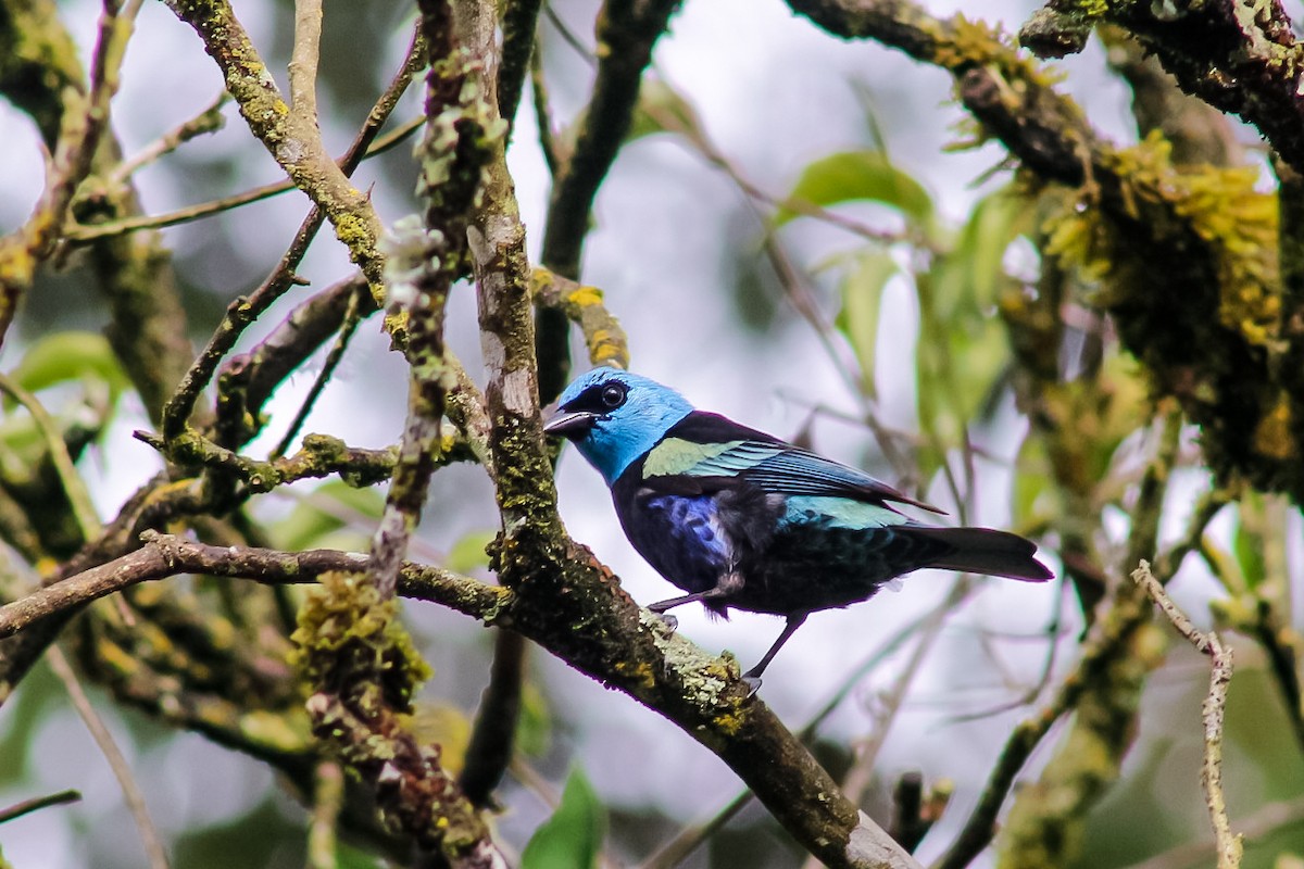 Blue-necked Tanager - ML618728538