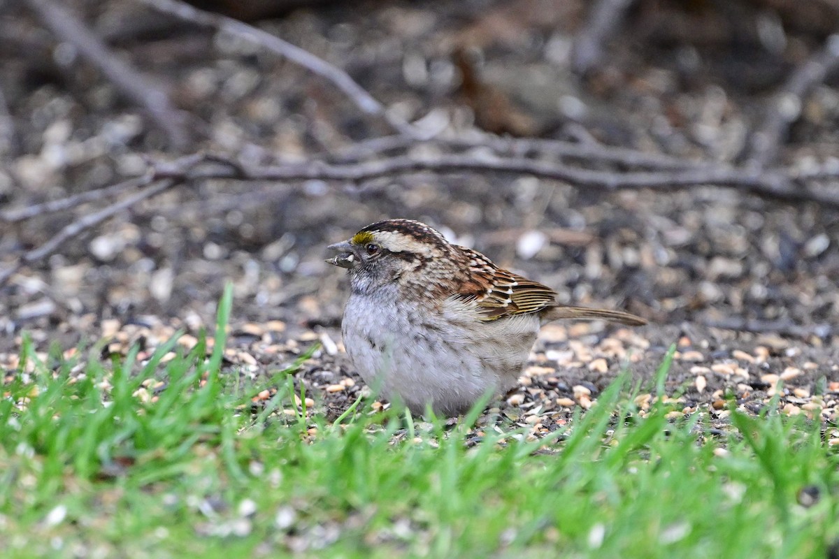 White-throated Sparrow - ML618728551