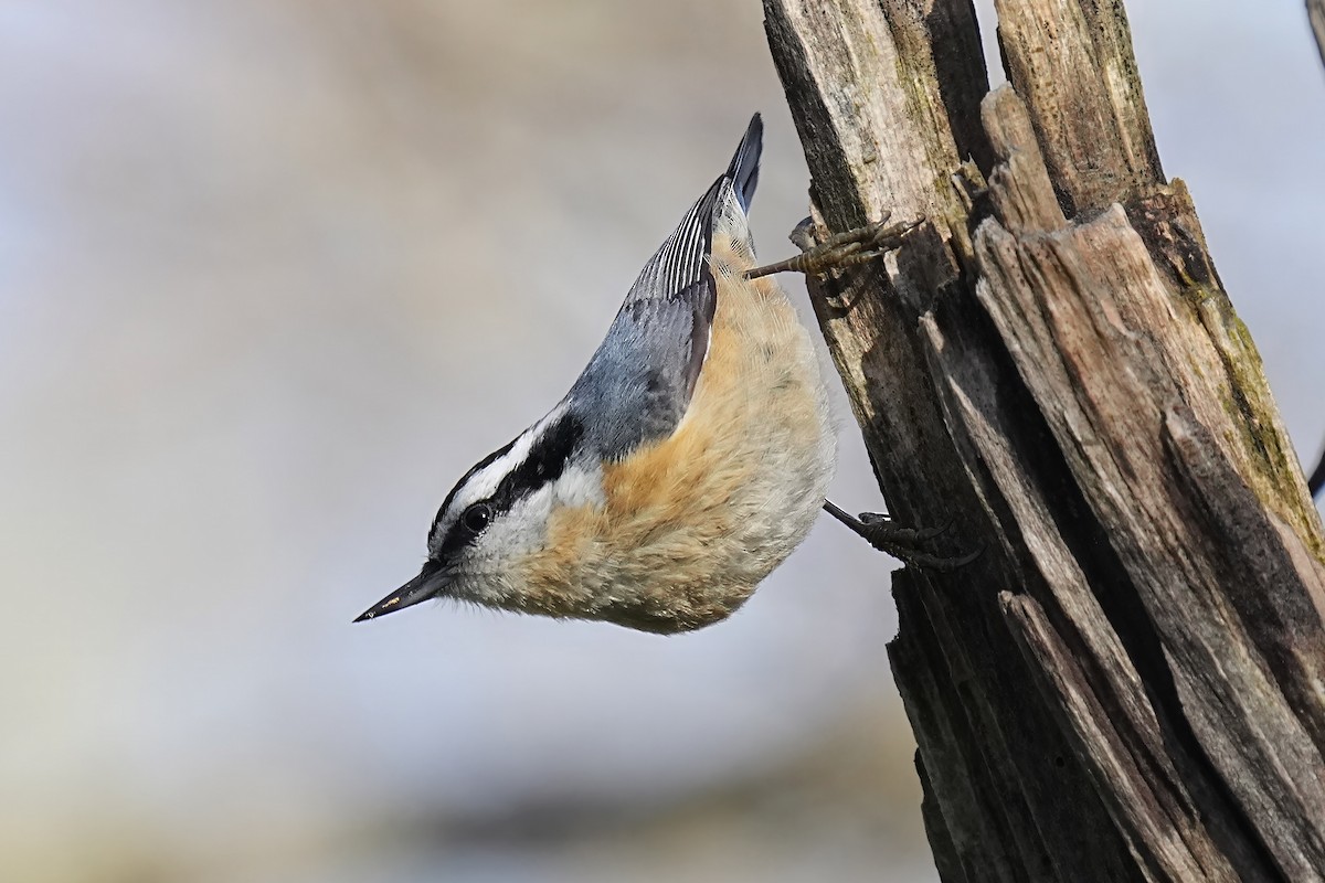 Red-breasted Nuthatch - ML618728565
