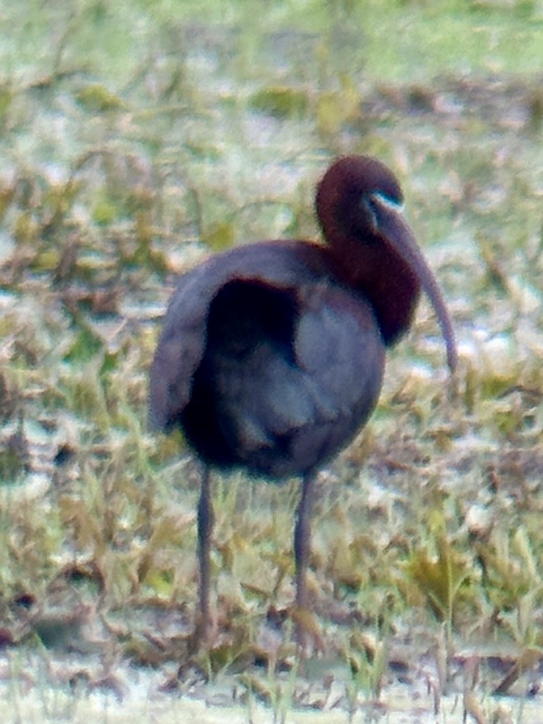 ibis hnědý - ML618728569